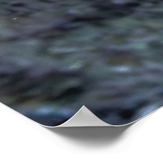 Reef Wrasse Poster (Ecke)