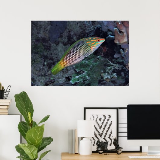 Reef Wrasse Poster (Heimbüro)