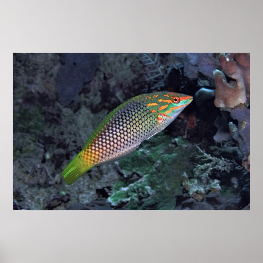 Reef Wrasse Poster (Vorne)