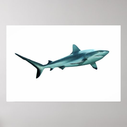 Reefshark - Abstraktes Design - Aus einem Foto sch Poster (Vorne)