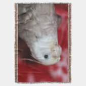 Reeples Decke (Vorderseite Vertikal)