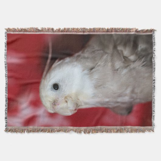 Reeples Decke (Vorderseite)