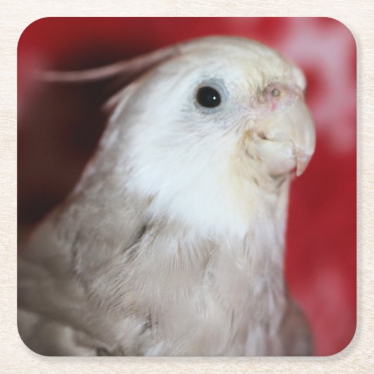 Reeples Rechteckiger Pappuntersetzer (Vorderseite)