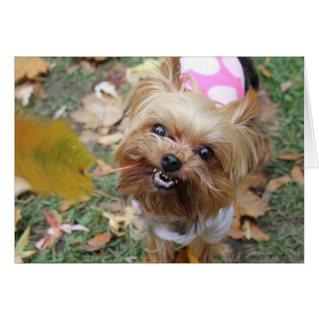 Reese (Vorderseite (Horizontal))