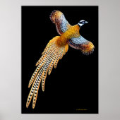 Reeves Pheasant Flying Print Poster (Vorne)