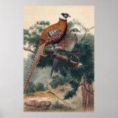 Reeves Pheasant von Joseph Wolf Poster (Vorne)