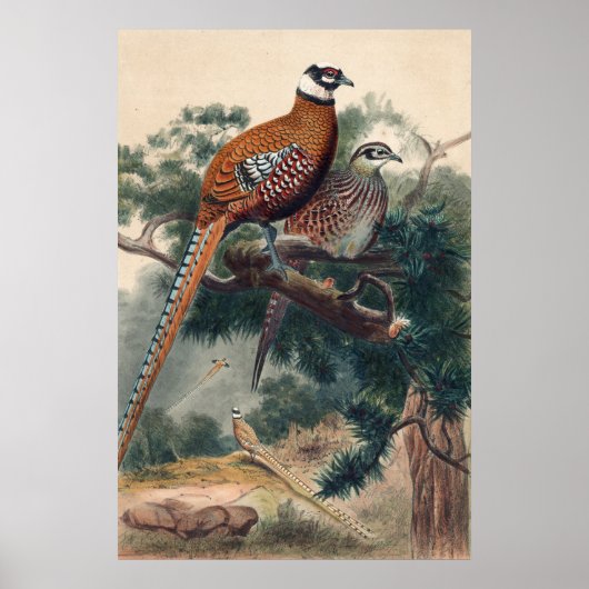 Reeves Pheasant von Joseph Wolf Poster (Vorne)
