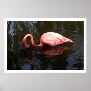 Reflection Flamingo Poster