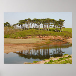 Reflection Pine Trees Poster