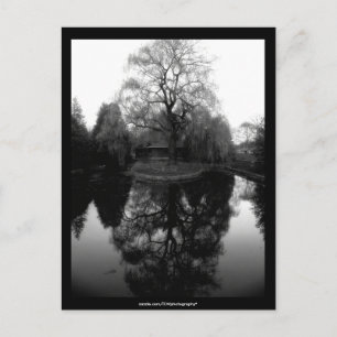 Reflection Willow black&white - Postcard Postkarte
