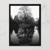 Reflection Willow black&white - Postcard Postkarte (Vorderseite)