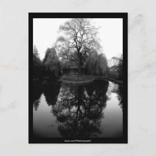 Reflection Willow black&white - Postcard Postkarte (Vorderseite)