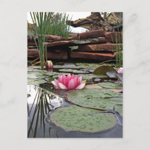 Reflections Pink Water Lilies Fotografie Postkarte