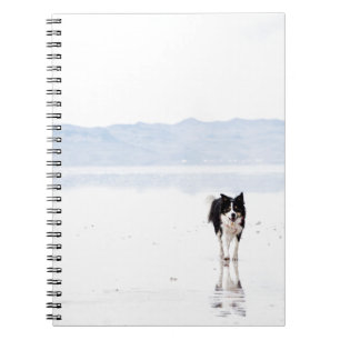 Reflektierte Border-Collie Notizblock