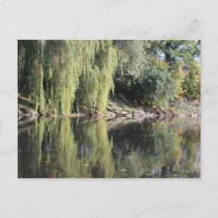 Reflektierte wilde Bäume im Fluss Postkarte