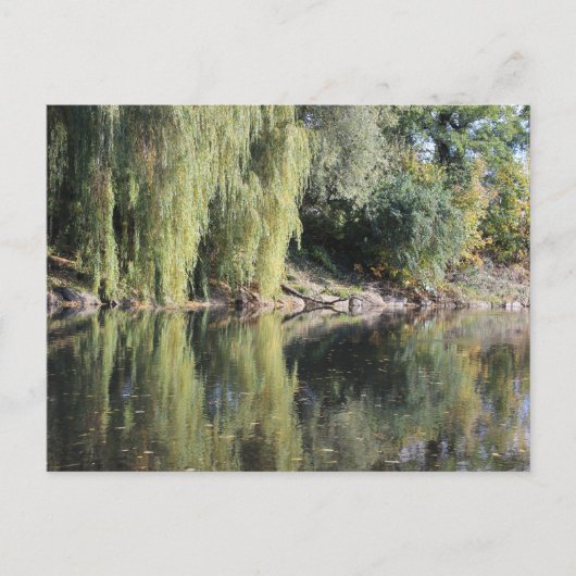 Reflektierte wilde Bäume im Fluss Postkarte (Vorderseite)