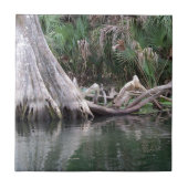 reflektierte Zypressenbaumknie Fliese (Vorderseite)