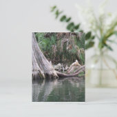 reflektierte Zypressenbaumknie Postkarte (Stehend Vorderseite)