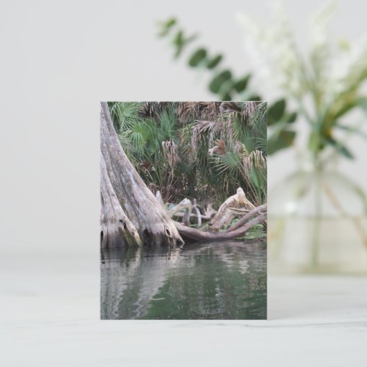 reflektierte Zypressenbaumknie Postkarte (Stehend Vorderseite)