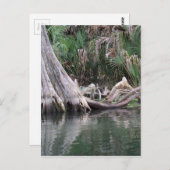 reflektierte Zypressenbaumknie Postkarte (Vorne/Hinten)