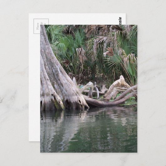 reflektierte Zypressenbaumknie Postkarte (Vorne/Hinten)