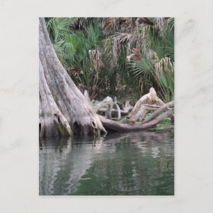 reflektierte Zypressenbaumknie Postkarte