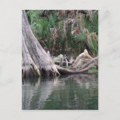 reflektierte Zypressenbaumknie Postkarte (Vorderseite)