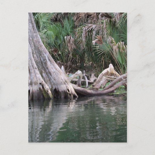 reflektierte Zypressenbaumknie Postkarte (Vorderseite)