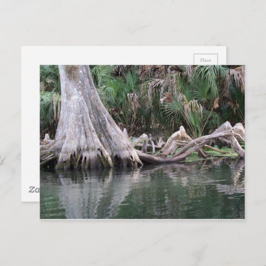 reflektierte Zypressenbaumknie Postkarte (Vorne/Hinten)