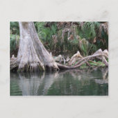 reflektierte Zypressenbaumknie Postkarte (Vorderseite)