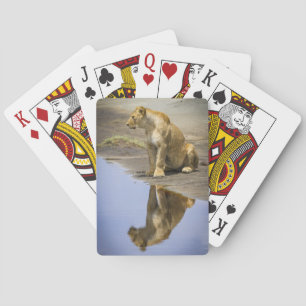 Reflektion einer Lioness, die Karten spielt Spielkarten