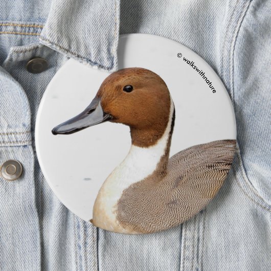 Reflektionen einer Nördlichen Nadelente Button (Beispiel)