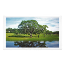 "Reflektionen eines bewaldeten Wunderlands", Natur