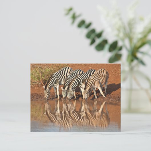 Reflektionen: Zebras Postkarte (Stehend Vorderseite)