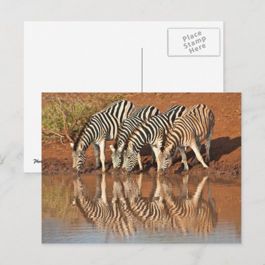 Reflektionen: Zebras Postkarte (Vorne/Hinten)