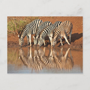 Reflektionen: Zebras Postkarte