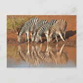 Reflektionen: Zebras Postkarte (Vorderseite)