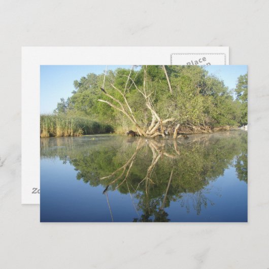 Reflektionsbaum Postkarte (Vorne/Hinten)
