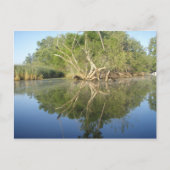 Reflektionsbaum Postkarte (Vorderseite)