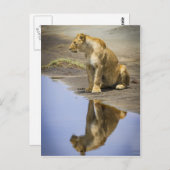 Reflexion einer Lügnerei Postkarte (Vorne/Hinten)