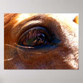 Reflexion im Horse-Augentropfen Poster