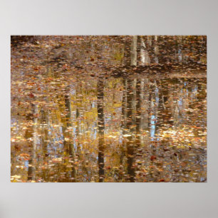 Reflexion über den Still Creek im Greenbelt Park Poster