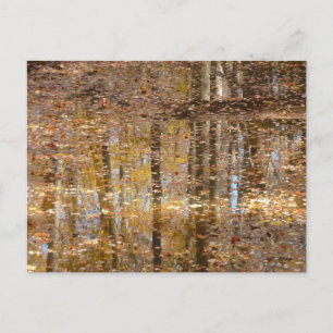 Reflexion über den Still Creek im Greenbelt Park Postkarte