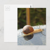 Refreshing Snail Postkarte (Vorne/Hinten)