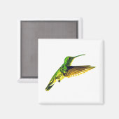 Refrigerator magnet with Plain-bellied Emerald (Vorderseite/Rückseite)