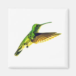 Refrigerator magnet with Plain-bellied Emerald