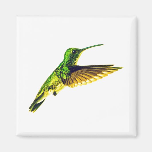 Refrigerator magnet with Plain-bellied Emerald (Vorne)