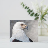 Regal American Bald Eagle Portrait Postkarte (Stehend Vorderseite)