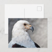 Regal American Bald Eagle Portrait Postkarte (Vorne/Hinten)