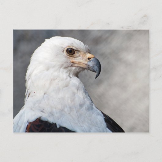 Regal American Bald Eagle Portrait Postkarte (Vorderseite)